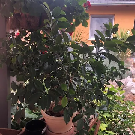 Lejlighed Dalia Gyömrő